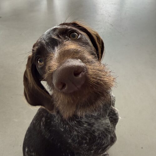 Charlie, der Bürohund des Betriebs